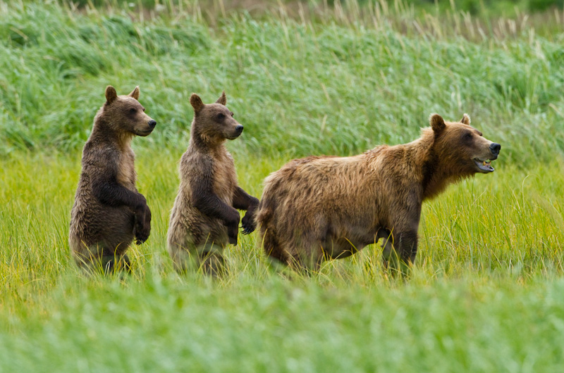 Grizzly Bear Sow And Cubs